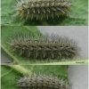 mel triv fascelis larva5 volg2